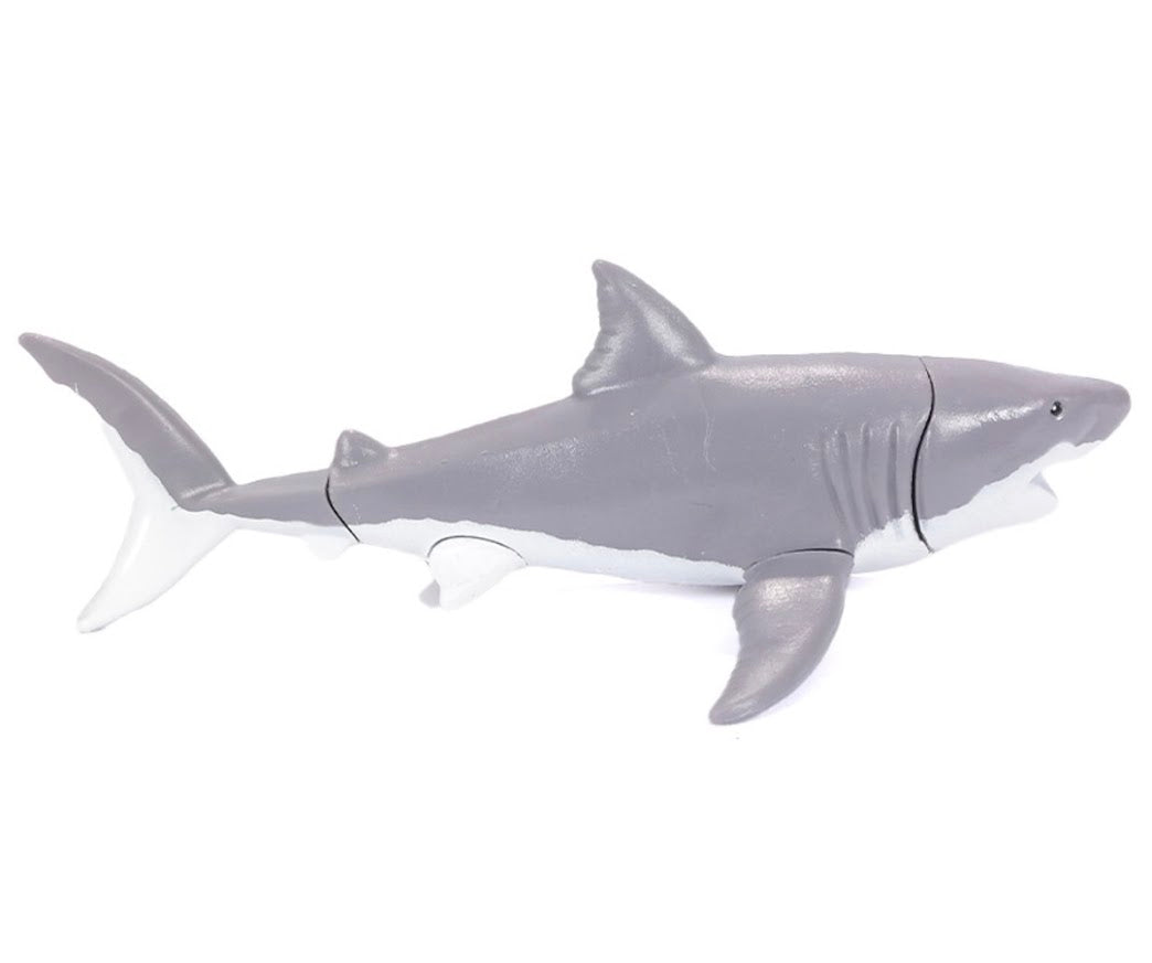 DIY 3D Shark Anatomy Puzzle