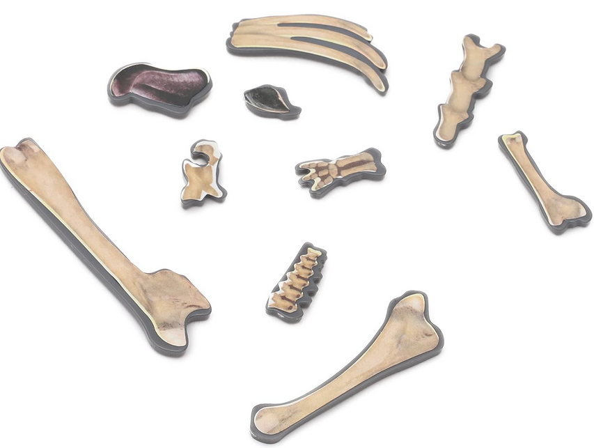 Dinosaur Operation Game