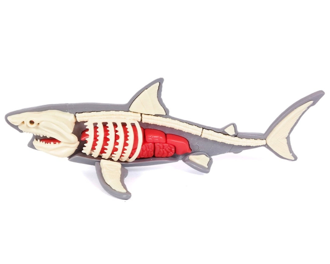 DIY 3D Shark Anatomy Puzzle