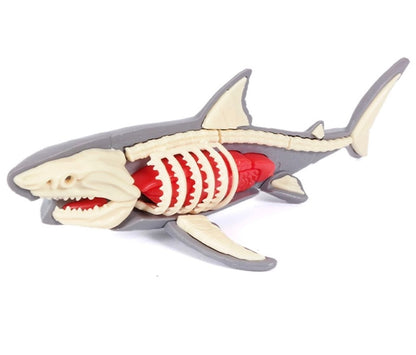 DIY 3D Shark Anatomy Puzzle