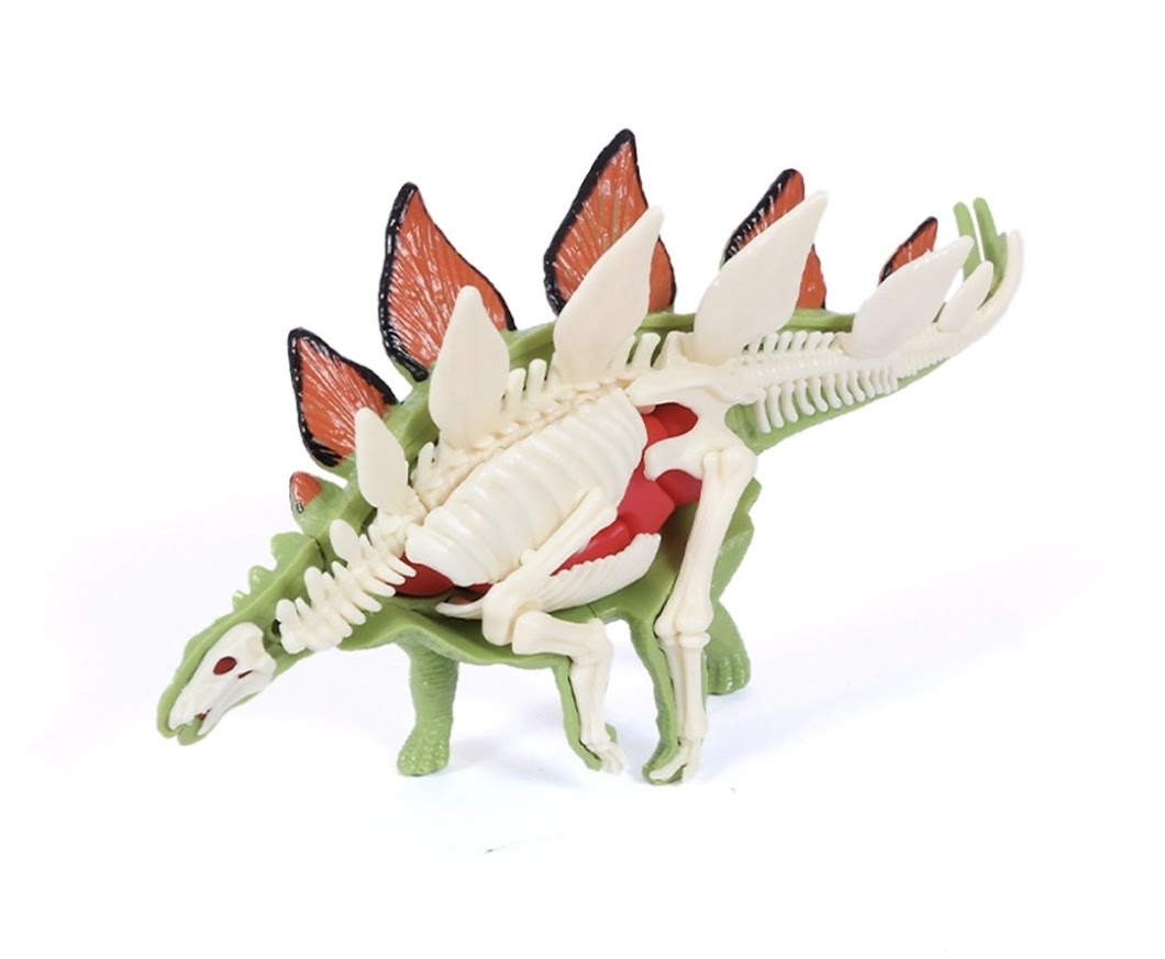 DIY 3D Stegosaurus Anatomy Puzzle