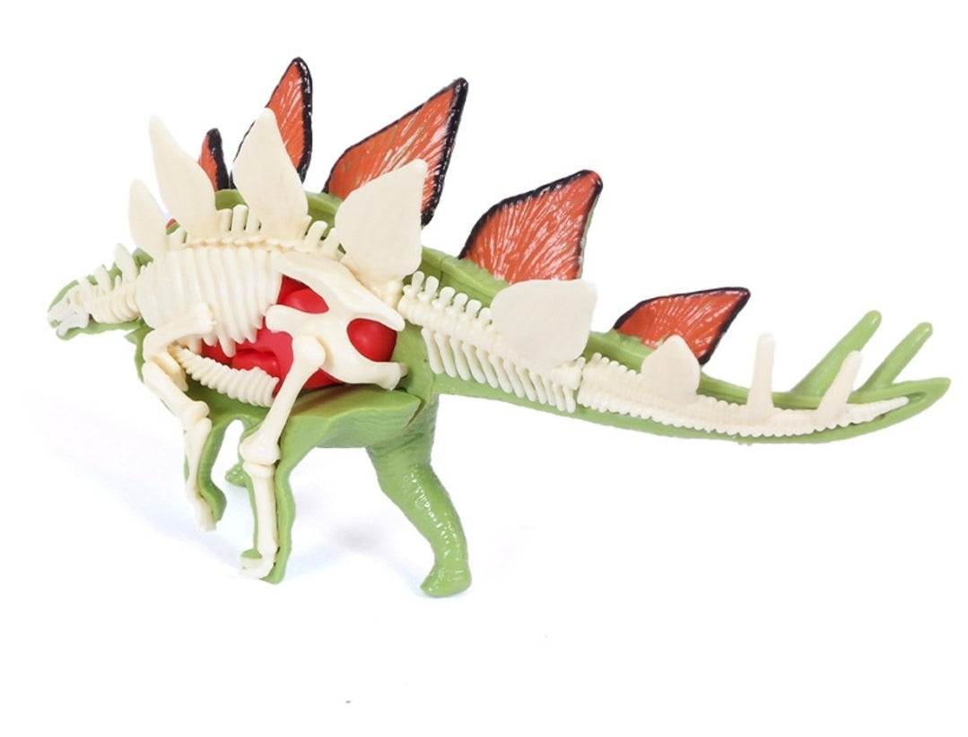 DIY 3D Stegosaurus Anatomy Puzzle