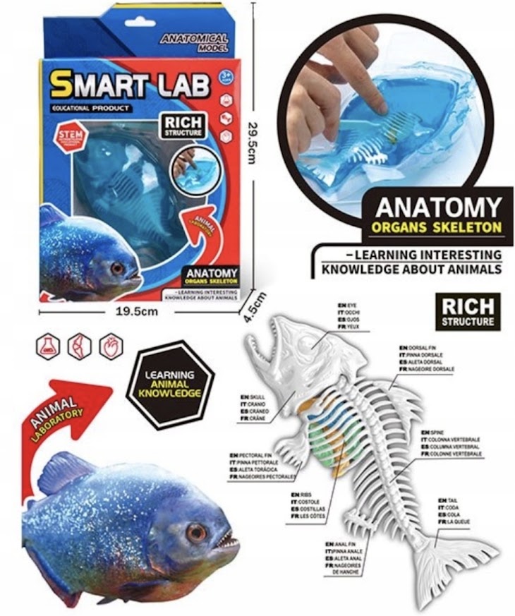 Smart Lab | Realistic Anatomical Model Fish