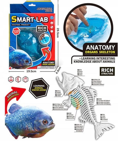 Smart Lab | Realistic Anatomical Model Fish